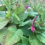 Bistorta amplexicaulis Frunză