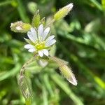 Cerastium fontanum ᱵᱟᱦᱟ