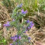 Echium sabulicolaBlüte