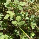 Rubus camptostachys Folha