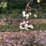 Callicarpa dichotoma Meyve