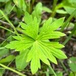 Geranium richardsonii Foglia