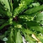 Asplenium antiquum Leaf