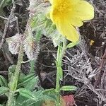 Helianthemum hirtum Frunză