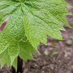 Glaucidium palmatum Blatt