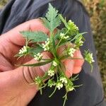 Sium latifolium Blüte