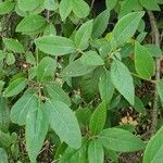 Viburnum nudum Leaf