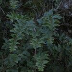 Coriaria ruscifolia Celota