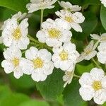 Spiraea chamaedryfolia Fiore