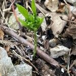 Mercurialis perennis 花