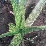 Aloe maculata Leaf