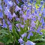 Hyacinthoides hispanica Flors