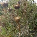 Ptilostemon chamaepeuce Blomma