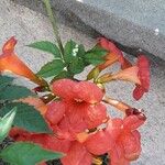 Campsis grandiflora Kvet