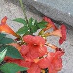 Campsis grandiflora Fula