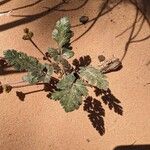 Lomatium latilobum Folha