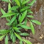 Centotheca lappacea Hoja