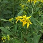 Verbesina alternifolia Flower