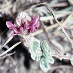 Dalea bicolor Flower