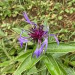 Centaurea triumfettii Blomma