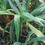 Crinum moorei Blad