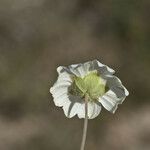 Melampodium leucanthum Цвят