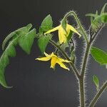 Solanum pimpinellifolium Kvet