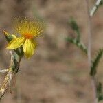 Mentzelia crocea Flors