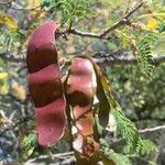 Albizia harveyi Плод