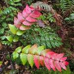 Mahonia aquifoliumBlad