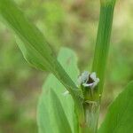 Polygonum aviculare چھال