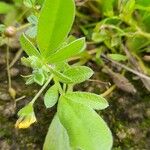 Hymenocarpos circinnatus Leaf