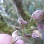 Polystachya cultriformis Цвят