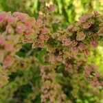 Rumex longifoliusFloare