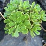 Aeonium spathulatum List