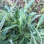 Andryala integrifolia Folha