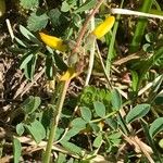 Hippocrepis comosa عادت داشتن