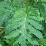 Cirsium oleraceum পাতা