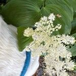 Maianthemum racemosum Blomma