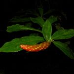 Costus scaber Blüte