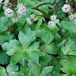 Sanicula europaea Hoja