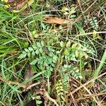 Pandorea pandorana ഇല