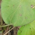 Ipomoea asarifolia عادت