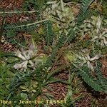 Astragalus depressus Costuma