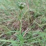 Kadenia dubia Habit