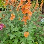 Sphaeralcea incana Flower