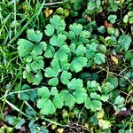 Aquilegia nigricans Leaf