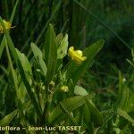 Ranunculus ophioglossifolius Fula