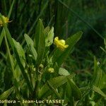 Ranunculus ophioglossifolius Fleur