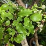 Olearia paniculata 葉